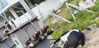 విద్యుత్ శాఖ నిర్లక్ష్యానికి మూగజీవి బలి